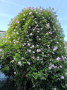 Gartenmärchen... - 