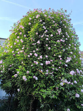 Gartenmärchen... - 