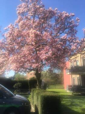 Vorgarten mit Magnolie - Altersgerechtes Wohnen im Herzen von Kaarst