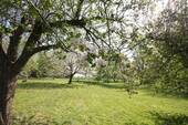 Obstwiese - 
