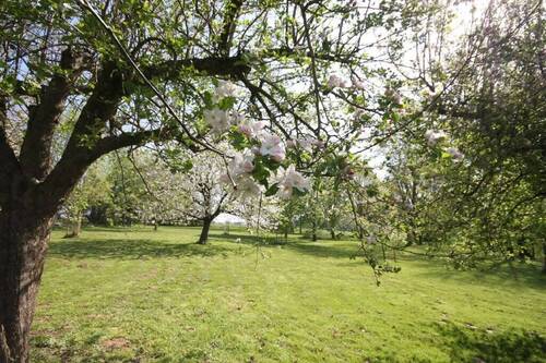 Obstwiese - 