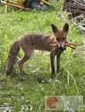 Fuchsgeprüfte Wohnlage - Grundstück zum Kaufen in Blankenfelde