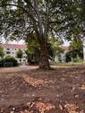 Platane.jpg - Etagenwohnung mit 101,00 m&sup2; in Dresden zum Kaufen