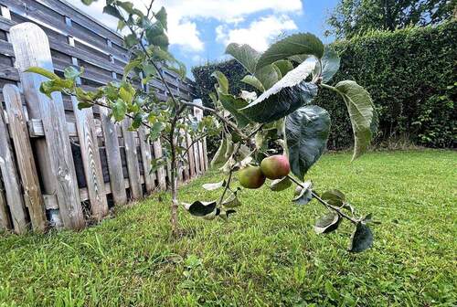 Kleiner Apfelbaum im Garten - 