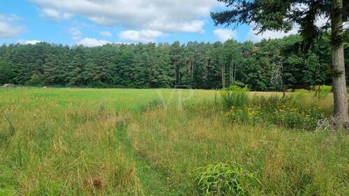 Wiese - 