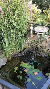 06 Kleiner Teich, Zierfische - 