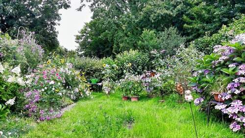 die Blumenpracht im Sommer - 