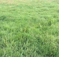 Wohnbauareale mit großem Potenzial - ca. 80.000 m² BGF, direkt vom Eigentümer - Halle Böllberg-Wörmlitz