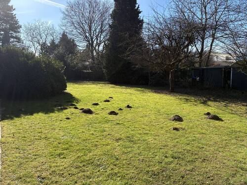 Blick zum hinteren Grundstücksbereich - 