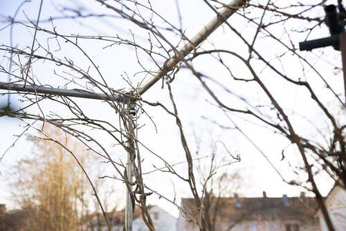 Rankgerüst-Beschattung - 