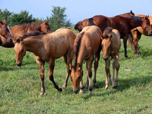shutterstock_60254.jpg - ## Mehrgenerationenhaus mit viel Platz,für zwei Familien ##