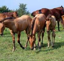 ## Mehrgenerationenhaus mit viel Platz,für zwei Familien ## - Ippesheim