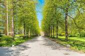 Lichtdurchflutete Allee - 