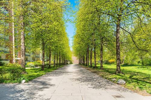 Lichtdurchflutete Allee - 