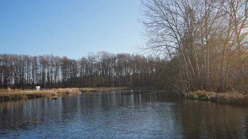 Teich an der Nebel in Dobbin - 