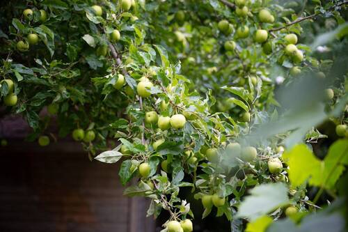 Garten Detail - 