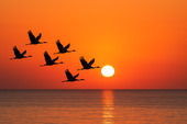 kraniche ostsee sonnenuntergang.png - 