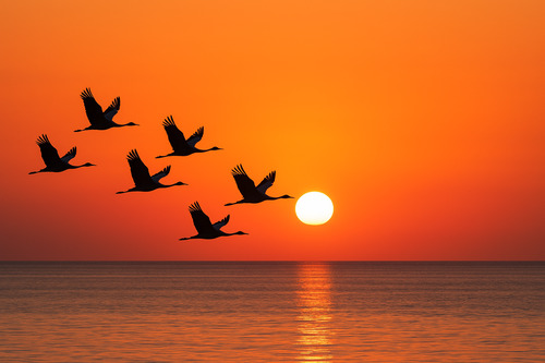 kraniche ostsee sonnenuntergang.png - 