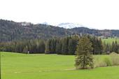 Zwischen Bergen und Wiesen - 