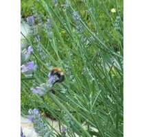 FBC - Ruhige, grüne Stadtlage - Top-Baugrundstück für 2 Doppelhaushälften - Olching