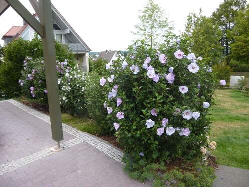 Impression Sommer 2 - 