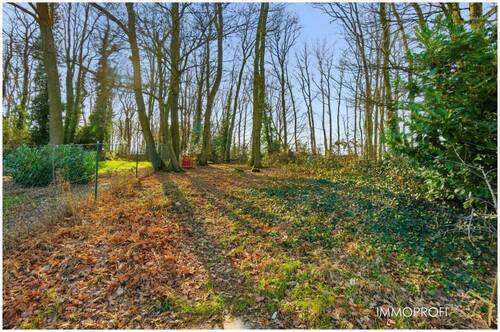 24. Waldstück.jpg - 