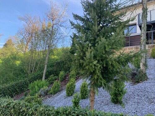 Viel Grün um das Haus - 