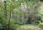 Wald - 