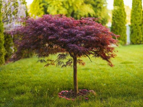 Haben Sie den grünen Daumen? - 