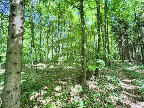 Bild 3 - Grundstück in Treuchtlingen