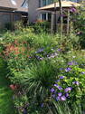 Staudenpracht im Garten - 