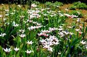 Blumenreich - 