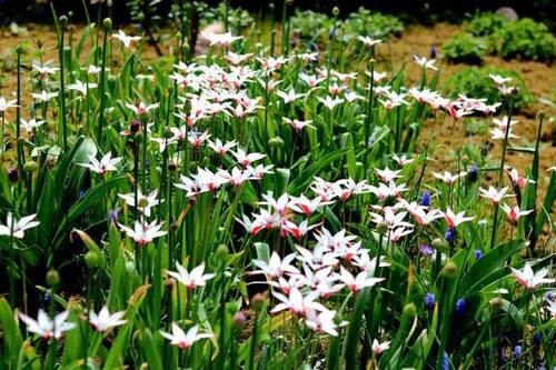 Blumenreich - 