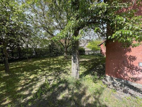 Blick zum alten Birnbaum - 