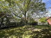 Walnussbaum - 