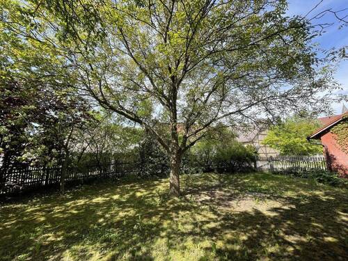 Walnussbaum - 
