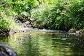 Bachlauf vor dem Haus - 