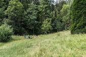 Blick auf die Wiese - 