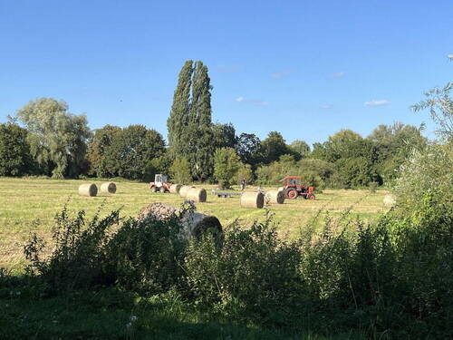 Spätsommer Zingerwiese - 