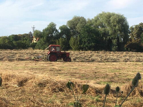 Herbstimpression vor dem Grund - 