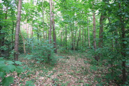 Wald - 