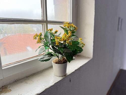 Ansicht Blume - 1 Zimmer Mehrfamilienhaus, Wohnhaus in Sinntal