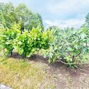 Weinreben + Feigen - 