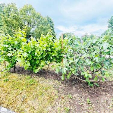 Weinreben + Feigen - 