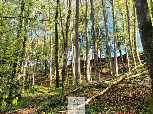 Waldverkauf-Ravensburg_09.jpg - 