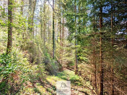 Waldverkauf-Ravensburg_11.jpg - 