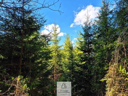 Waldverkauf-Ravensburg_12.jpg - 