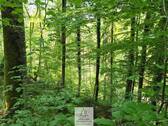 Waldverkauf-Ravensburg_13.jpg - 
