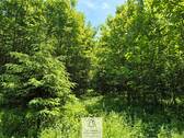 Waldverkauf-Ravensburg_14.jpg - 