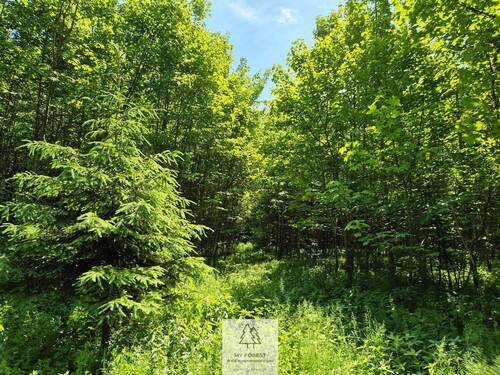 Waldverkauf-Ravensburg_14.jpg - 